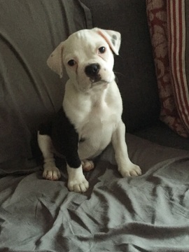 Medium Photo #1 Boxer Puppy For Sale in MINNETONKA, MN, USA