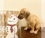 Small Photo #2 Great Dane Puppy For Sale in LITHONIA, GA, USA