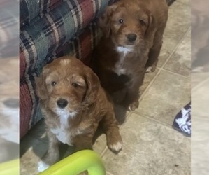 Goldendoodle (Miniature) Puppy for sale in PLATTE CITY, MO, USA