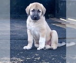 Small Photo #15 Anatolian Shepherd Puppy For Sale in ROBSTOWN, TX, USA
