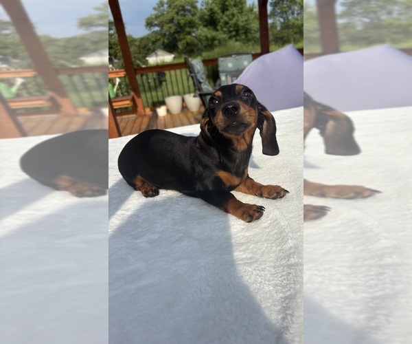 Medium Photo #5 Dachshund Puppy For Sale in GREENFIELD, IN, USA