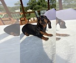 Small #4 Dachshund