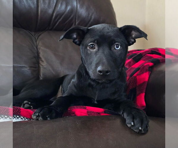 Medium Photo #3 Shepradors Puppy For Sale in Minneapolis, MN, USA