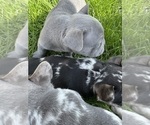 Small #7 French Bulldog