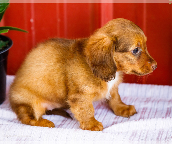 Medium Photo #24 Dachshund Puppy For Sale in WAKARUSA, IN, USA
