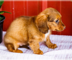 Small #5 Dachshund