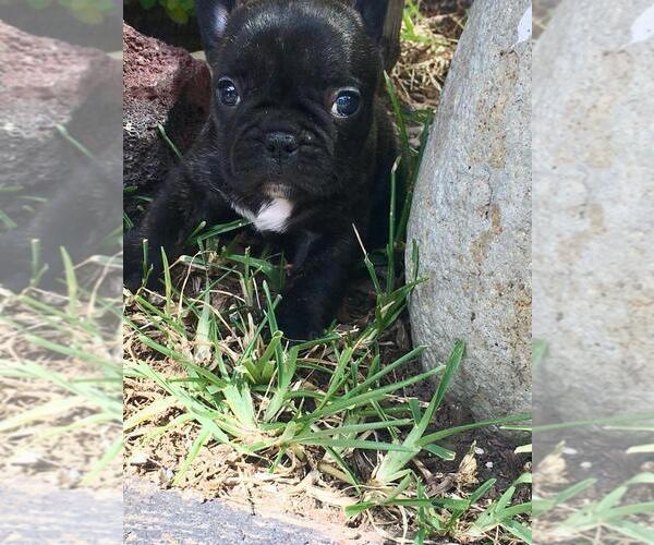 Medium Photo #7 English Bulldog Puppy For Sale in CHULA VISTA, CA, USA