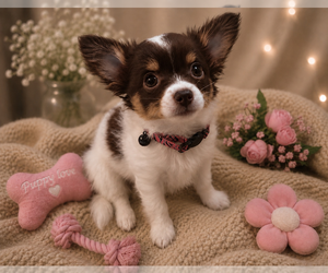 Chihuahua Puppy for sale in MANSFIELD, TX, USA
