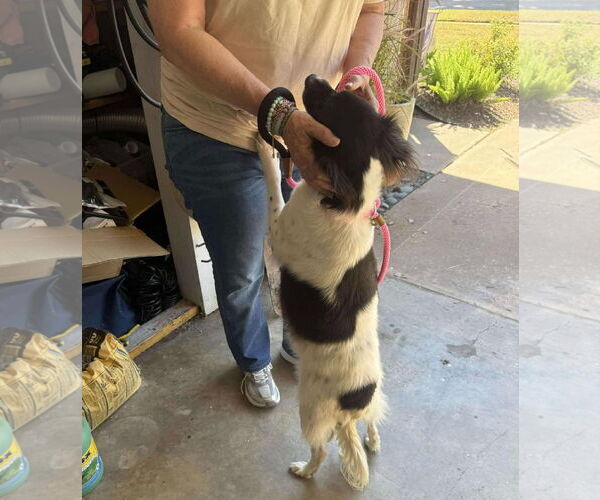 Medium Photo #4 Border Collie-Cocker Spaniel Mix Puppy For Sale in Princeton, MN, USA