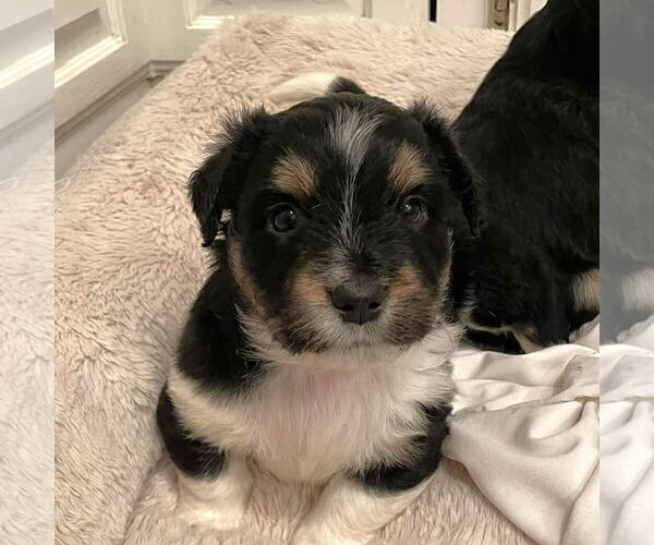 Medium Photo #2 Mutt Puppy For Sale in Rochester, NY, USA