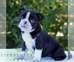 Small #4 Boston Terrier