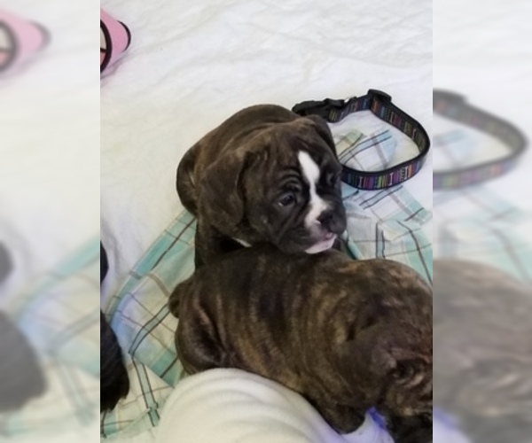 Medium Photo #4 Miniature Bulldog Puppy For Sale in CENTER VALLEY, PA, USA