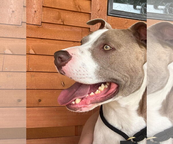 Medium Photo #2 American Pit Bull Terrier-Unknown Mix Puppy For Sale in Germantown, OH, USA