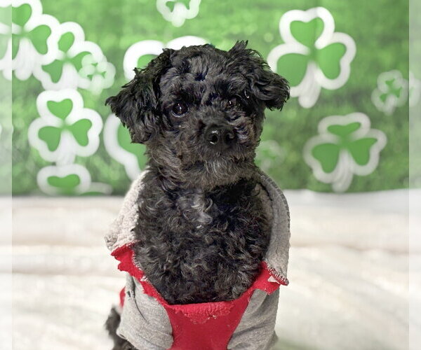 Medium Photo #1 Poodle (Toy) Puppy For Sale in Spring Lake, NJ, USA