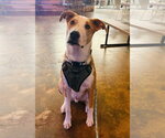 Small #1 Australian Shepherd Mix