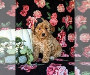 Poodle (Toy) Puppy for sale in KIRKWOOD, PA, USA