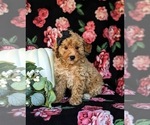 Small Photo #1 Poodle (Toy) Puppy For Sale in KIRKWOOD, PA, USA