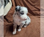 Small Photo #7 Australian Shepherd Puppy For Sale in BRIDGEWATER, VA, USA