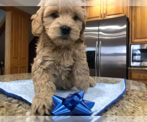 Medium Photo #1 Goldendoodle Puppy For Sale in LIMA, OH, USA