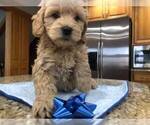 Small Photo #1 Goldendoodle Puppy For Sale in LIMA, OH, USA
