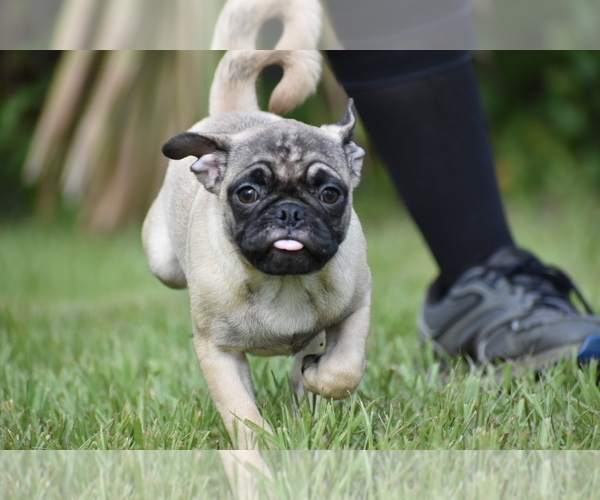 Medium Photo #2 Pug Puppy For Sale in PALM COAST, FL, USA