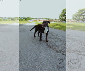 Labrador Retriever-Unknown Mix Dogs for adoption in Rustburg, VA, USA