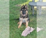Puppy Eden German Shepherd Dog