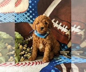 Goldendoodle (Miniature) Puppy for sale in NOTTINGHAM, PA, USA