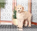 Small Photo #3 Aussiedoodle Miniature  Puppy For Sale in NAPLES, FL, USA
