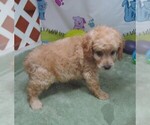 Small #4 Cavapoo
