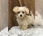 Small Photo #6 YorkiePoo Puppy For Sale in MARTINSVILLE, IN, USA