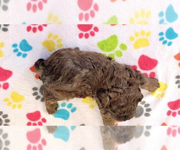 Medium Photo #12 ShihPoo Puppy For Sale in ORO VALLEY, AZ, USA