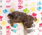 Small #11 ShihPoo