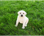 Small #15 Labrador Retriever