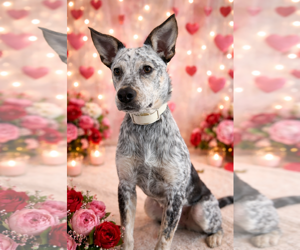 Medium Photo #3 Mutt Puppy For Sale in Euless, TX, USA