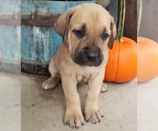 Medium Photo #2 Cane Corso Puppy For Sale in FORKSVILLE, PA, USA