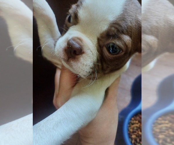 Medium Photo #3 Boston Terrier Puppy For Sale in ANNISTON, AL, USA