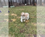 Small Photo #47 Aussie-Poo-Goldendoodle Mix Puppy For Sale in COMMERCE, MI, USA