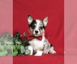 Small Photo #1 Pembroke Welsh Corgi Puppy For Sale in CHRISTIANA, PA, USA
