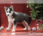 Small #1 Siberian Husky