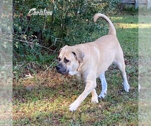 Christina (bonded with Duke) (foster needed) - Female Mastiff Dog for Adoption - Photo #2
