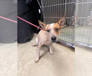 Cali Girl - Female Mutt Dog for Adoption - Photo #2