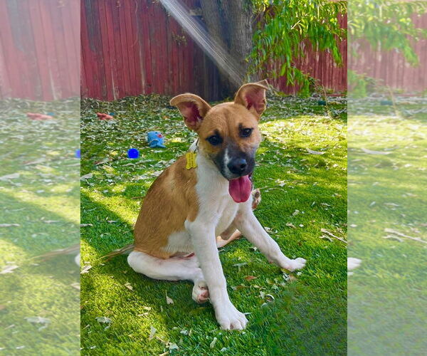 Medium Photo #2 Mutt Puppy For Sale in Sandy, UT, USA