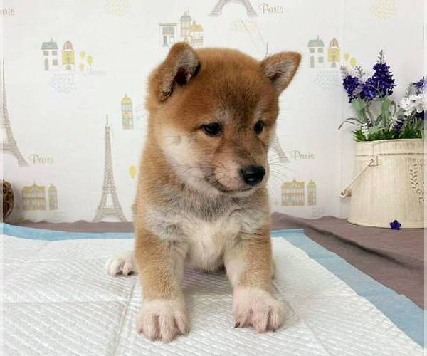 Medium Photo #2 Shiba Inu Puppy For Sale in DALLAS, TX, USA