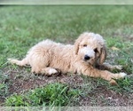 Small Photo #7 Goldendoodle Puppy For Sale in CANON, GA, USA