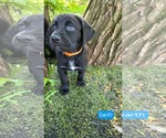 Small #1 Labrador Retriever Mix