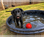Small #1 Labrador Retriever Mix