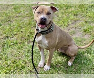 American Staffordshire Terrier Dogs for adoption in Vero Beach, FL, USA