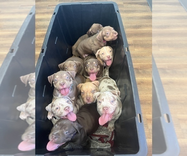 Medium Photo #14 American Bully Puppy For Sale in MANSFIELD, OH, USA