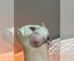Small #5 Poodle (Standard)